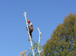HIgher Ground, llc Tree Trimming and Removal